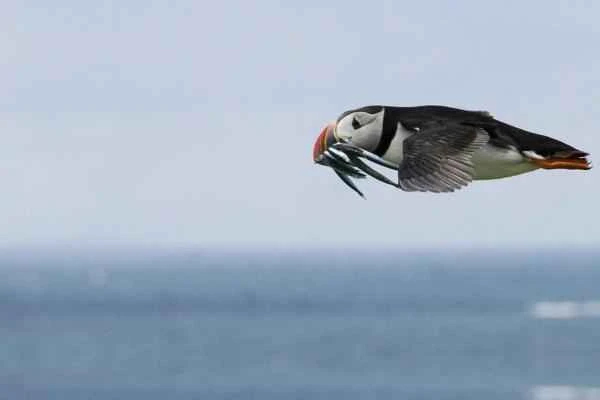 Frailecillo atlántico: características, hábitat and alimentación - Alimentación del frailecillo atlántico