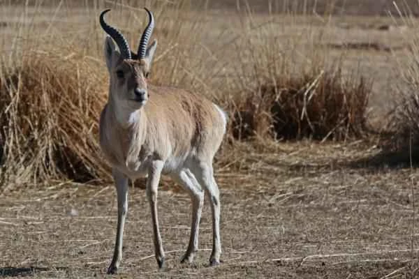 Chinese Animals - Przewalski's Gazelle