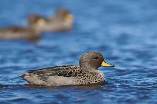 Duck breeds - Brazilian duck