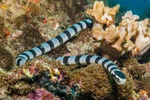 Serpientes marinas: características and ejemplos