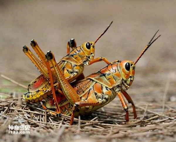 The world's ten most feared locusts