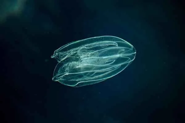 Comb jellyfish: The earliest animal on Earth