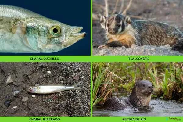 Animals en peligro de extinción en Guanajuato -