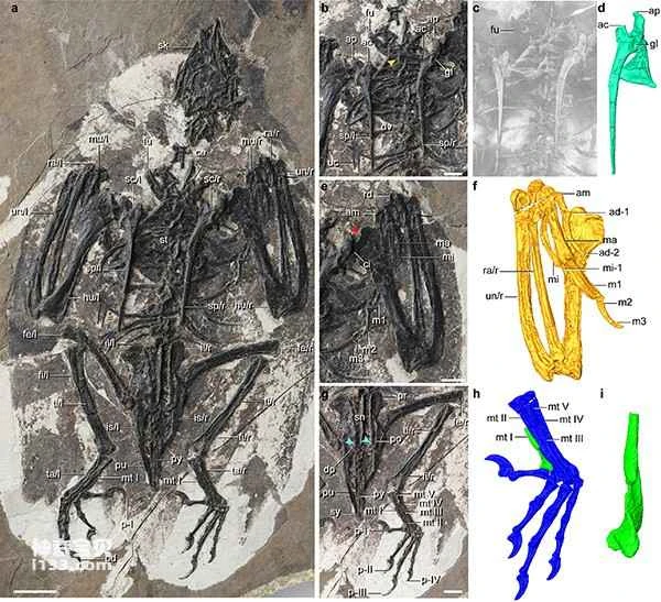 Cretaceous birds with dinosaur skulls and bizarre bodies