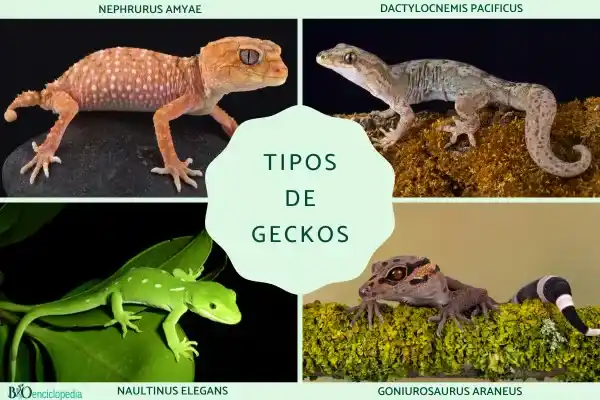 Gecko species: main families, common characteristics and representative species