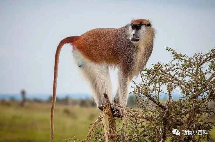 The fastest monkey on the ground