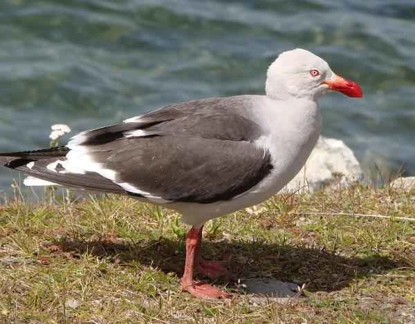 Types of gulls - Patagonian gull (Leucophaeus scoresbii)