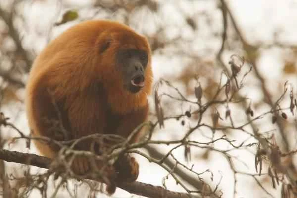 Animales de la sierra peruana - Mono aullador rojo (Alouatta seniculus)