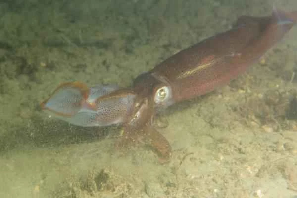 Squid species - Longfin squid