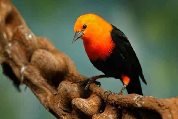 Blackbird Species - Scarlet-headed Blackbird (Amblyramphus holosericeus)