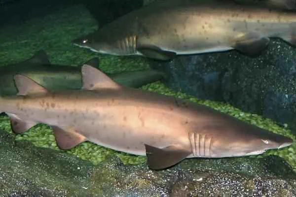 Mediterranean shark - Small-toothed sand tiger shark (Odontaspis ferox)