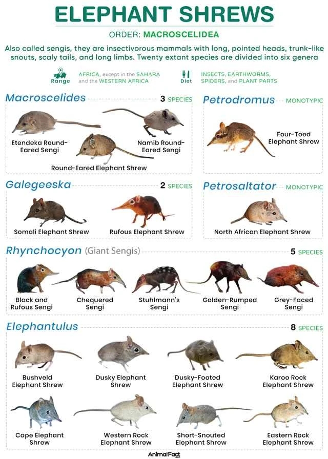 象鼩（Macroscelidea）