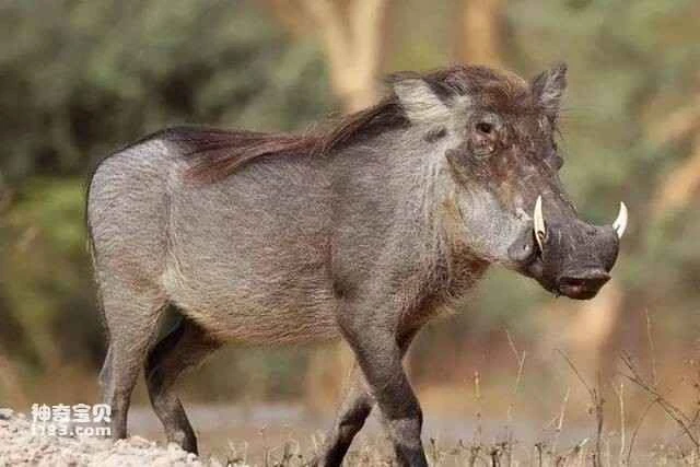 What is a wild boar?