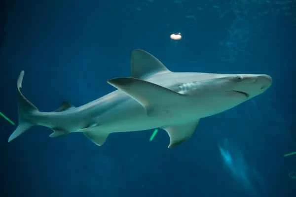 Mediterranean shark - Great Nose Shark (Carcharhinus altimus)