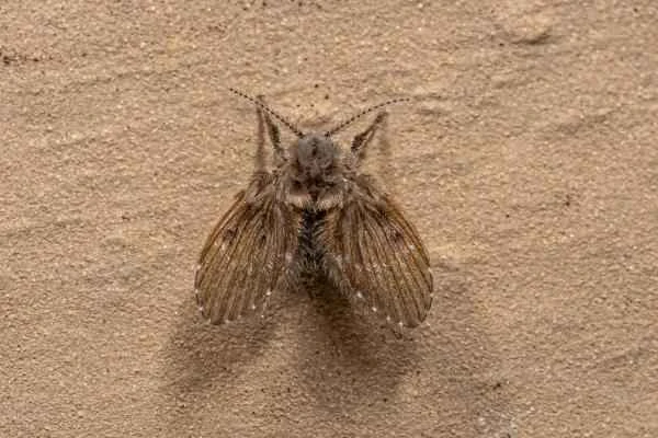 Tipos de moscas - Mosca pollilla común (Clogmia albipunctata)