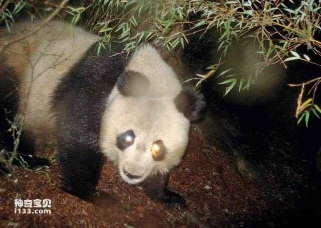 Who discovered the panda? (The first person to discover the panda)