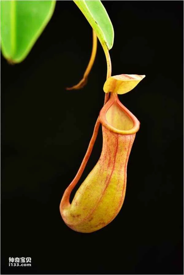 The hunting methods of carnivorous plants (a model of an underdog's rise to success)