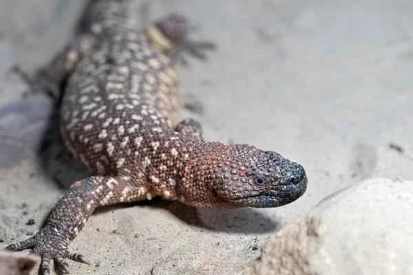Types of lizards - Beaded lizard