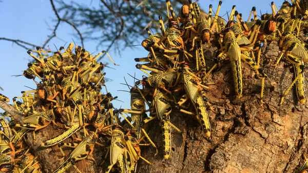 The Ten Greatest Locust Plagues in History
