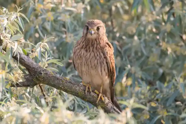 2025083040773730.webp 10.webp