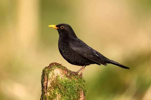 Blackbird species - Common Blackbird (Turdus merula)