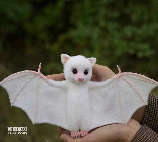 The World's Top Ten Cutest Animals