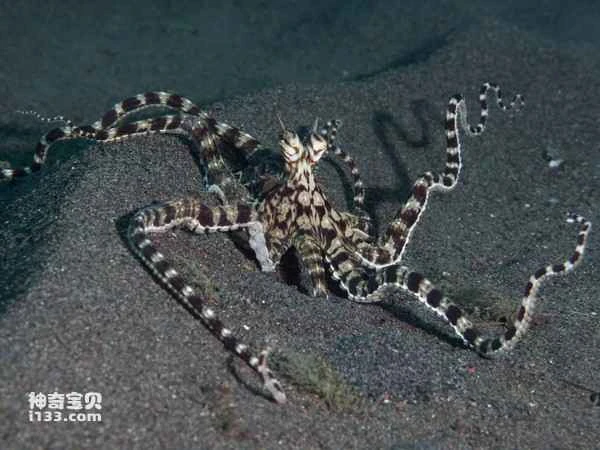 Mimicry Octopus: What are the three animals it often imitates?