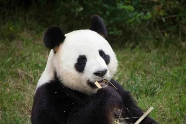 Animals in China - Panda o Ailuropoda melanoleuca