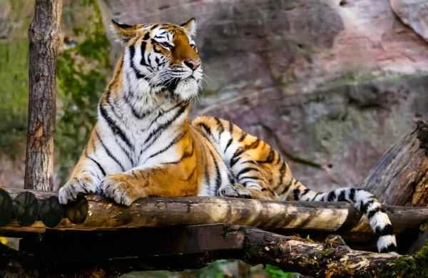 Tiger species - Bengal tiger