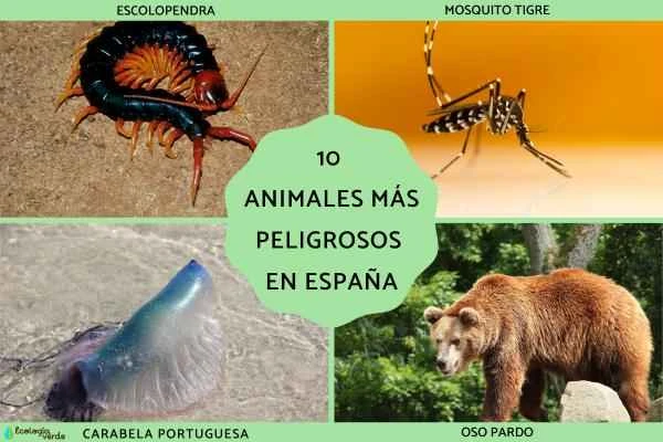 The 10 Most Dangerous Animals in Spain (Injuring, Venomous, and Deadly! List + Illustrated Guide)