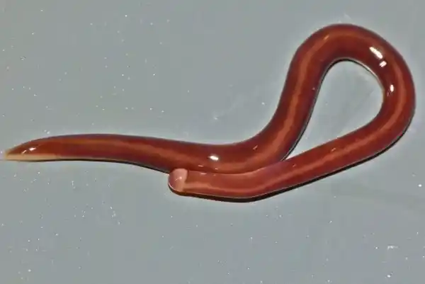 2025071774802177.webp 7.webp