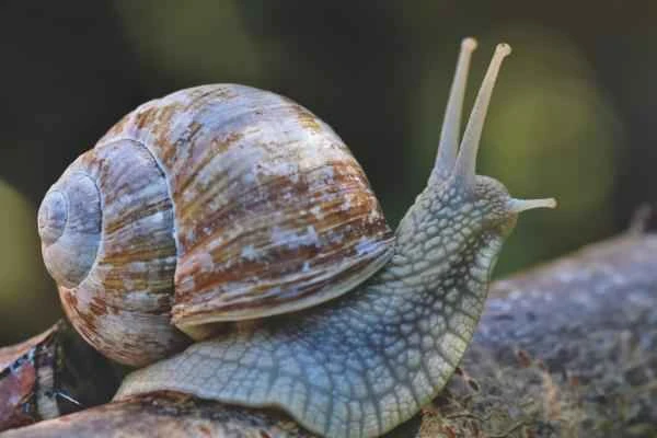 Land snails: What are they, their characteristics, and types - What are land snails?