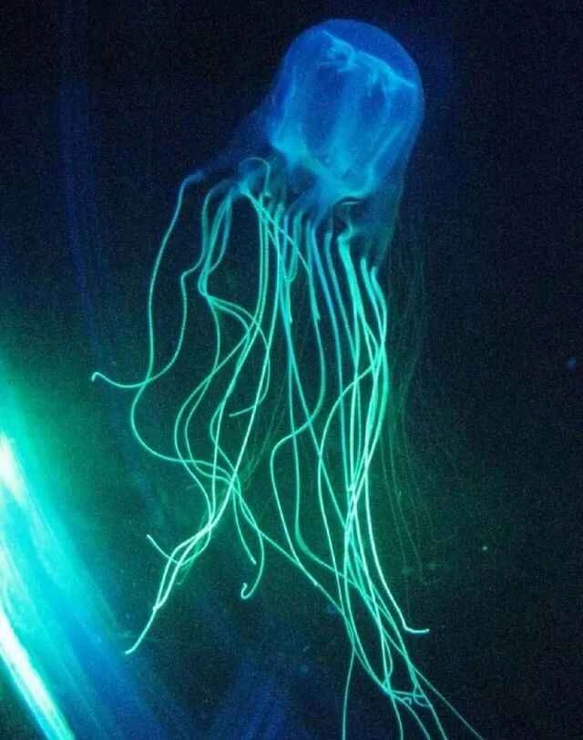 The scariest animal in the world