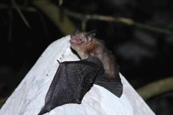 Especies endémicas de Yucatán - Murciélago amarillo yucateco (Rhogeessa aeneus)