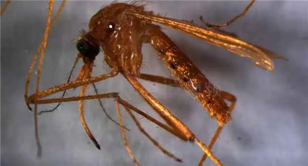 Four golden mosquitoes were captured in Liaoning: their bodies were entirely golden, making them seem like "aristocrats" among mosquitoes.