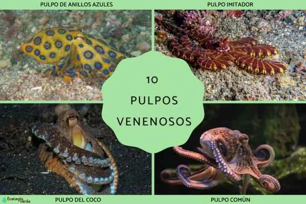 A Comprehensive Analysis of the Top Ten Poisonous Octopus Species | World-Famous Poisonous Octopuses and Their Characteristics, Distribution, and Harms