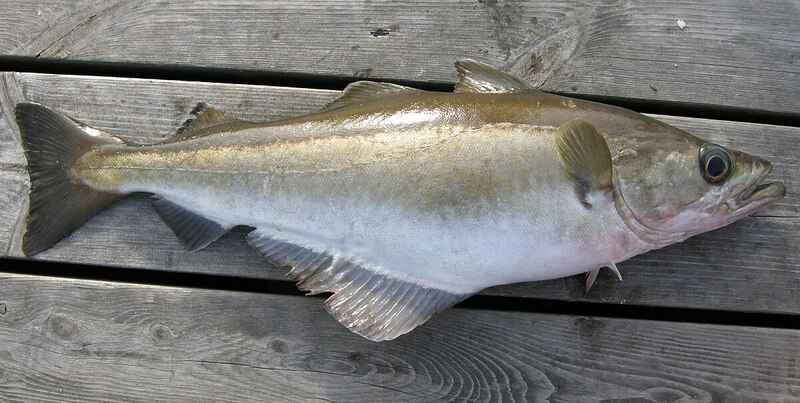 2025022711699716.jpg 99.jpg