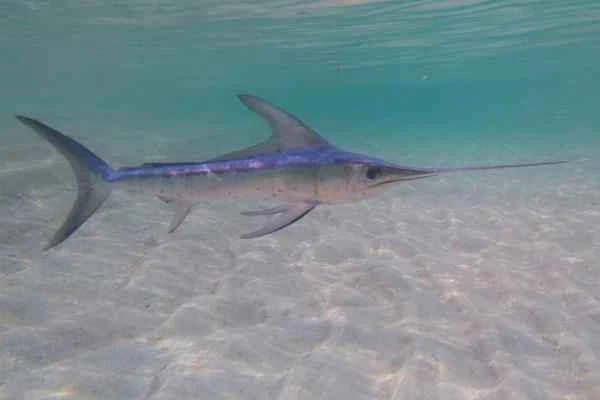 Pelagic Fishes: What They Are, Characteristics, and Examples – Swordfish