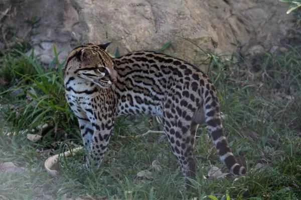 Animals in peligro de extinción in Guanajuato - Ocelote (Leopardus pardalis)