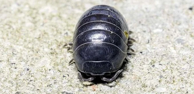 Get to know a special kind of "insect" - the pill bug