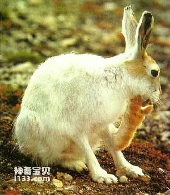 Characteristics and Habits of Arctic Hares