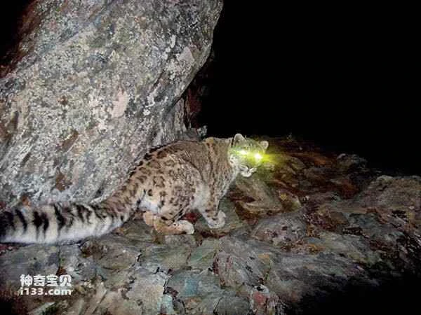 For the first time, clear images of two adult snow leopards have been captured at Nyainqêntanglha Mountain in Qinghai.