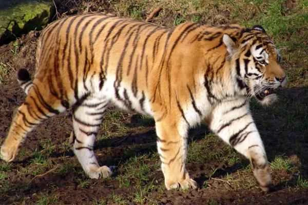 Korean Animals - National Animal of South Korea