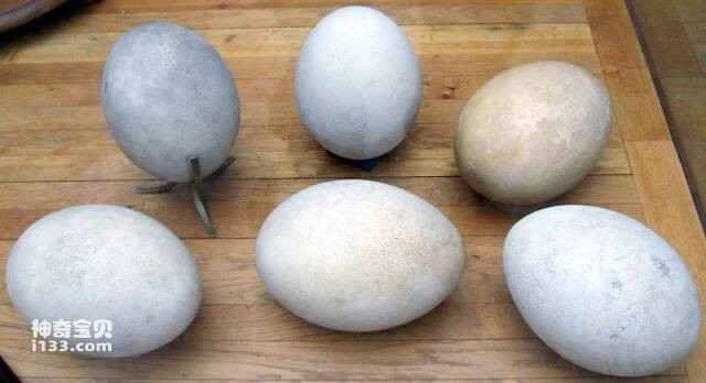 Elephant bird habits and characteristics