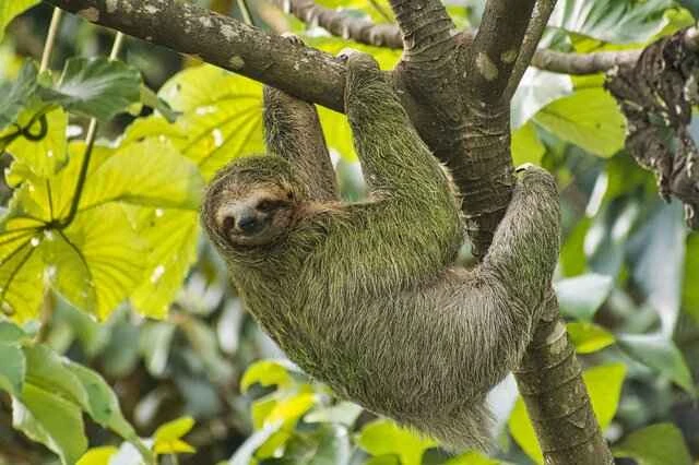 Three-toed sloth 三趾树懒