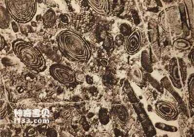 Inspiration from the fossils of the three-toed horse fauna