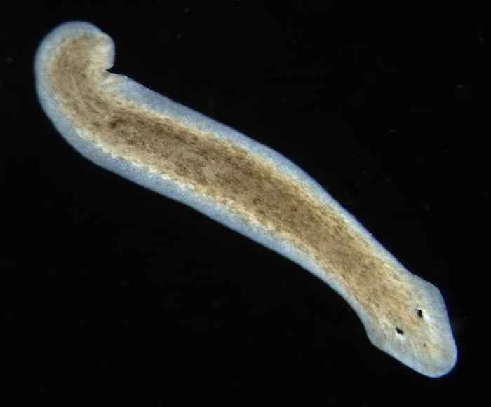 涡虫（Planarian）