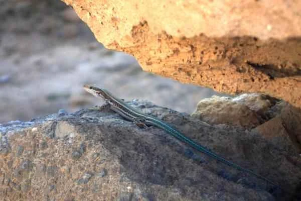 Especies endémicas de Quintana Roo - Huico (Aspidoscelis cozumelae)