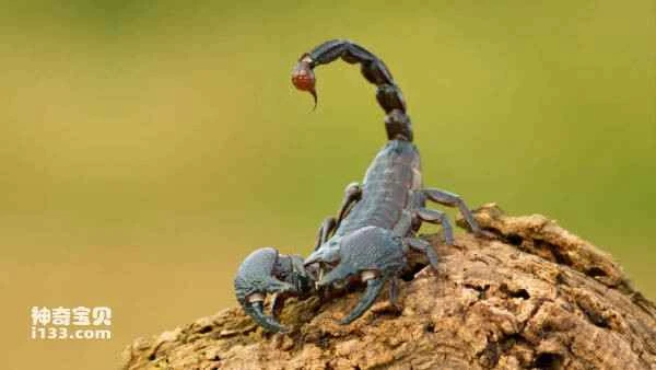 The world's top ten most venomous scorpions: the Israeli killer scorpion tops the list.