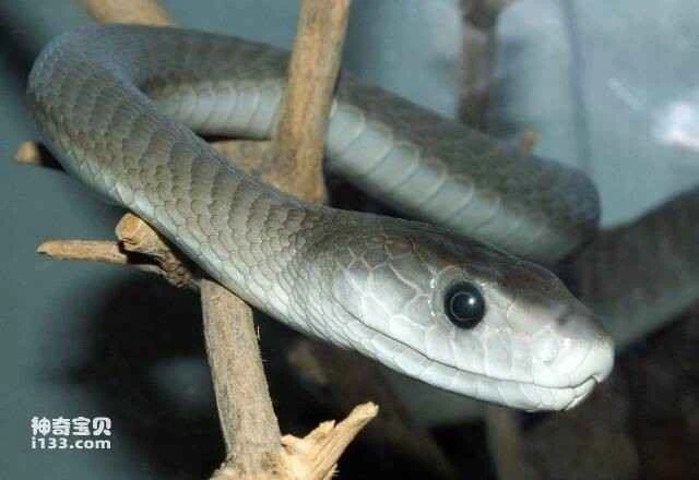 Top 10 Most Venomous Snakes in the World_Top 10 Most Venomous Snakes in the World